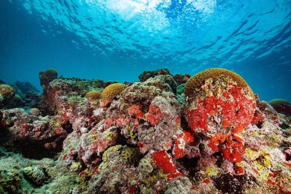 Coral reef in Abrolhos Marine National Park, Bahia