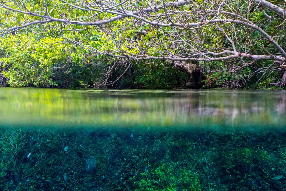 Clear water of Rio da Prata near Bonito, Mato Grosso do Sul