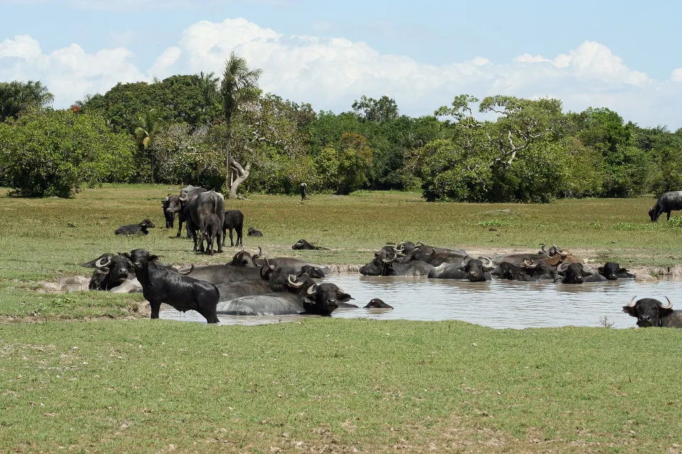 Buffalo on Ilha de Marajó in Pará