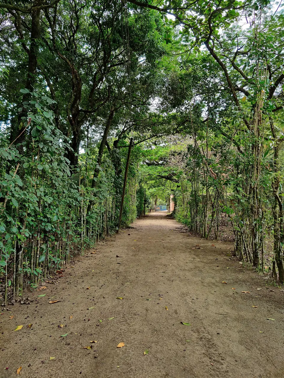 Road through Bonete village on Ilhabela