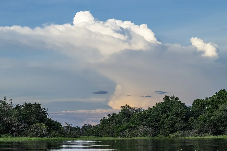 Flooded-forest and water landscape in Mamirauá