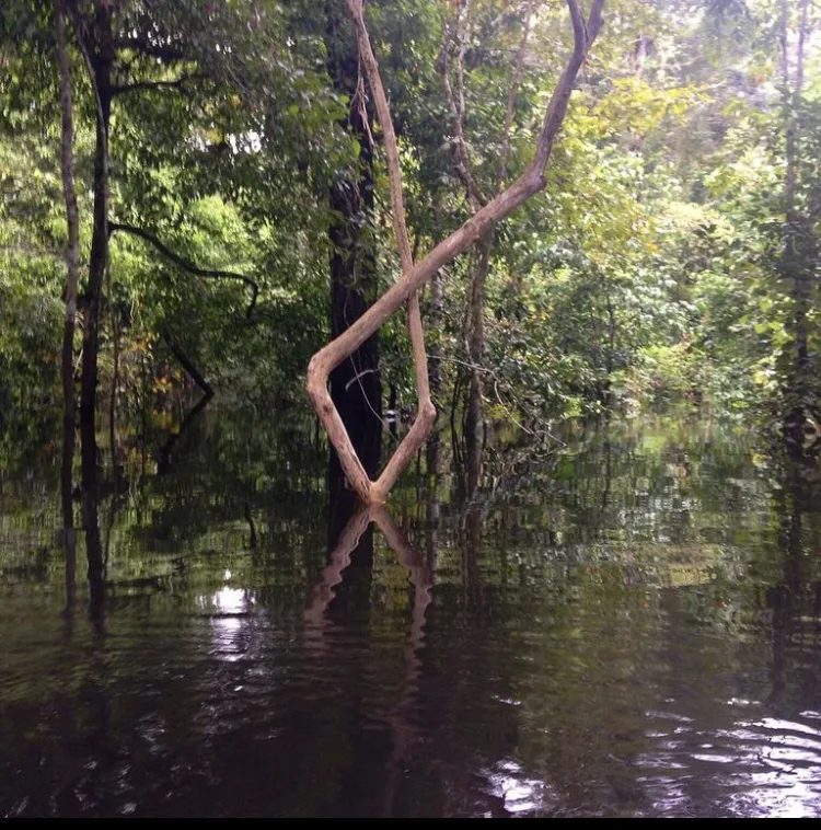 Flooded forest in the Mamirauá Reserve, Amazonas