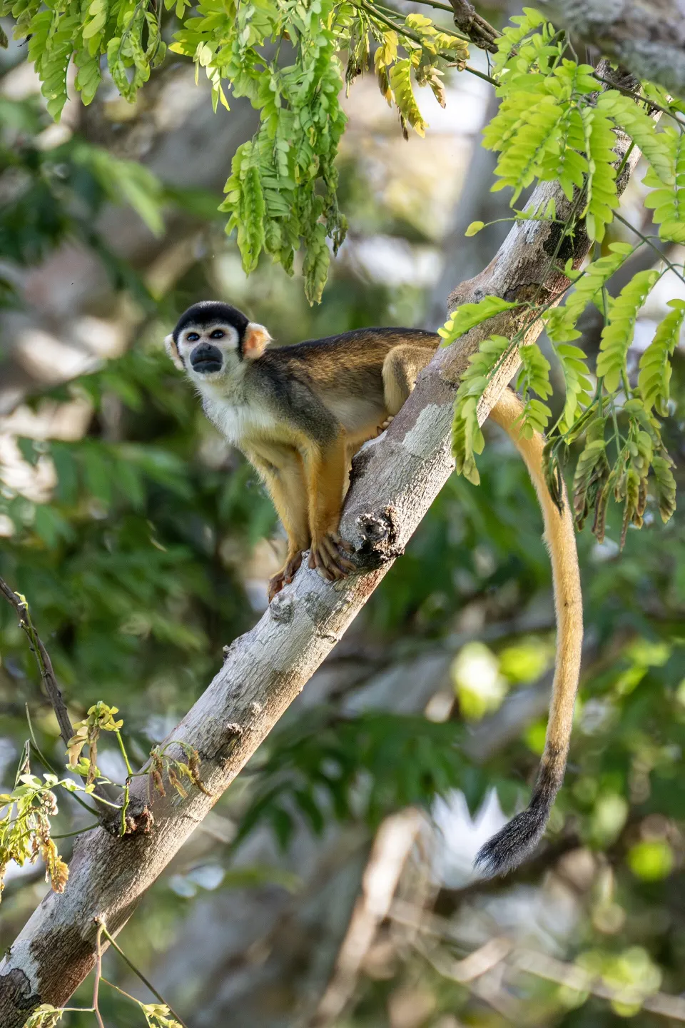 Black-headed squirrel monkey in Mamirauá