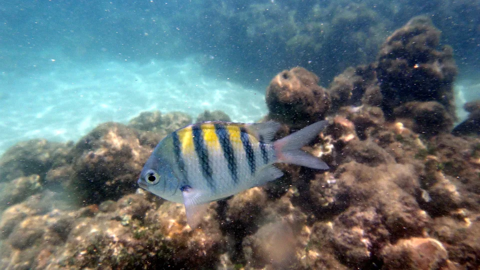Reef life in the natural pools of Maragogi