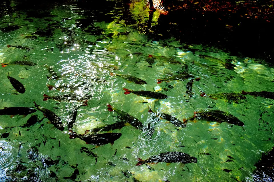 Clear river water at Refúgio Água Azul near Bom Jardim and Nobres, Mato Grosso