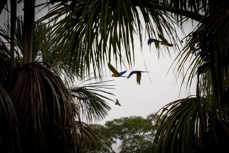 Macaws returning to Lagoa das Araras