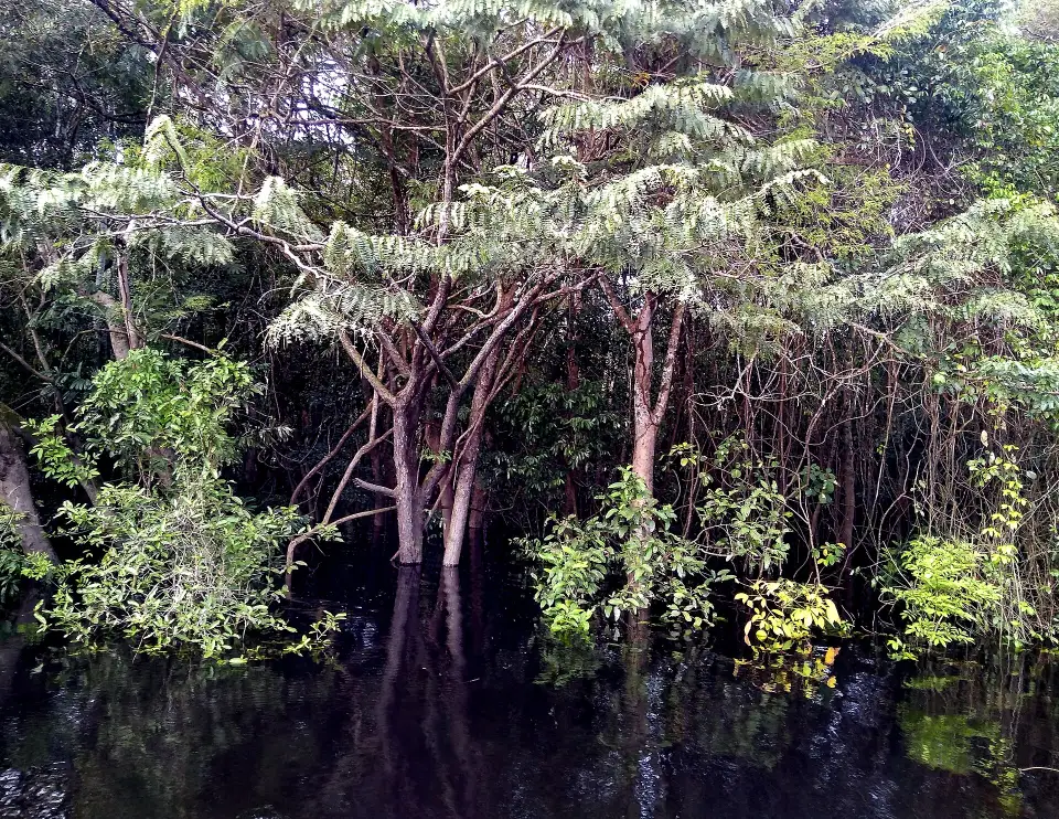 Igapó forest in Anavilhanas National Park