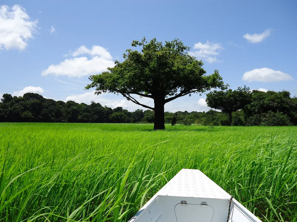 Rio Negro landscape at Novo Airão in Amazonas