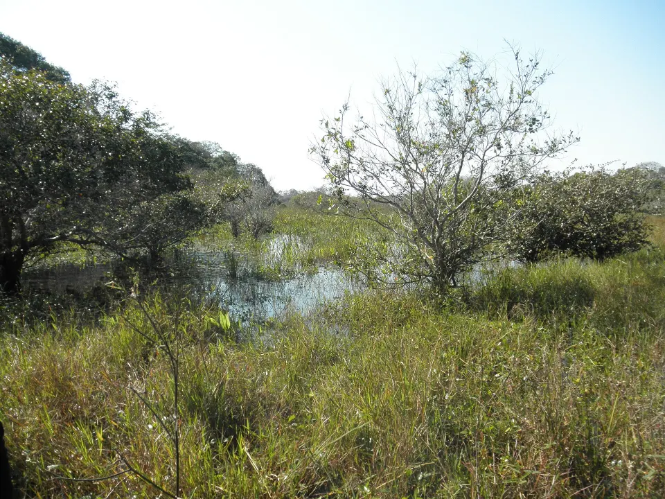 Open wetland landscape in the southern Pantanal