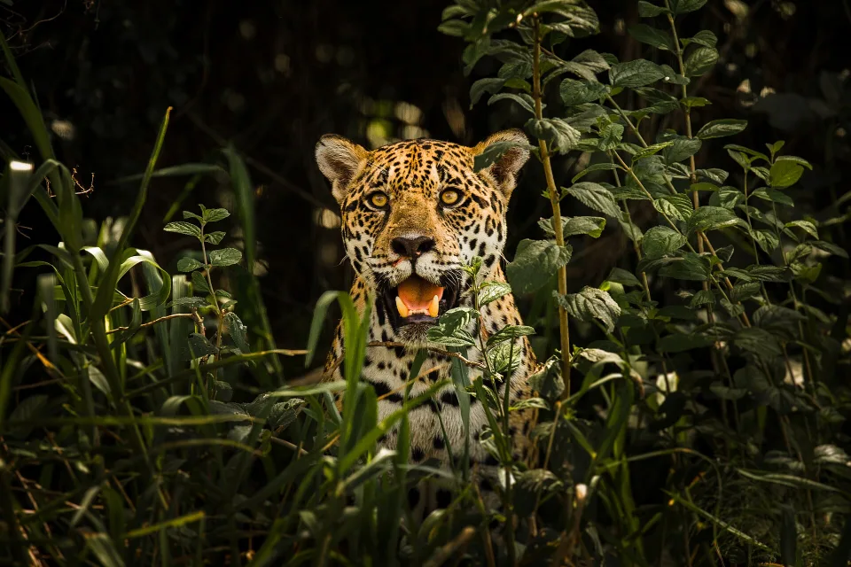 Jaguar zwischen der Vegetation im Pantanal