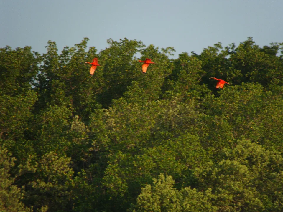 Flight of scarlet ibises in the Delta