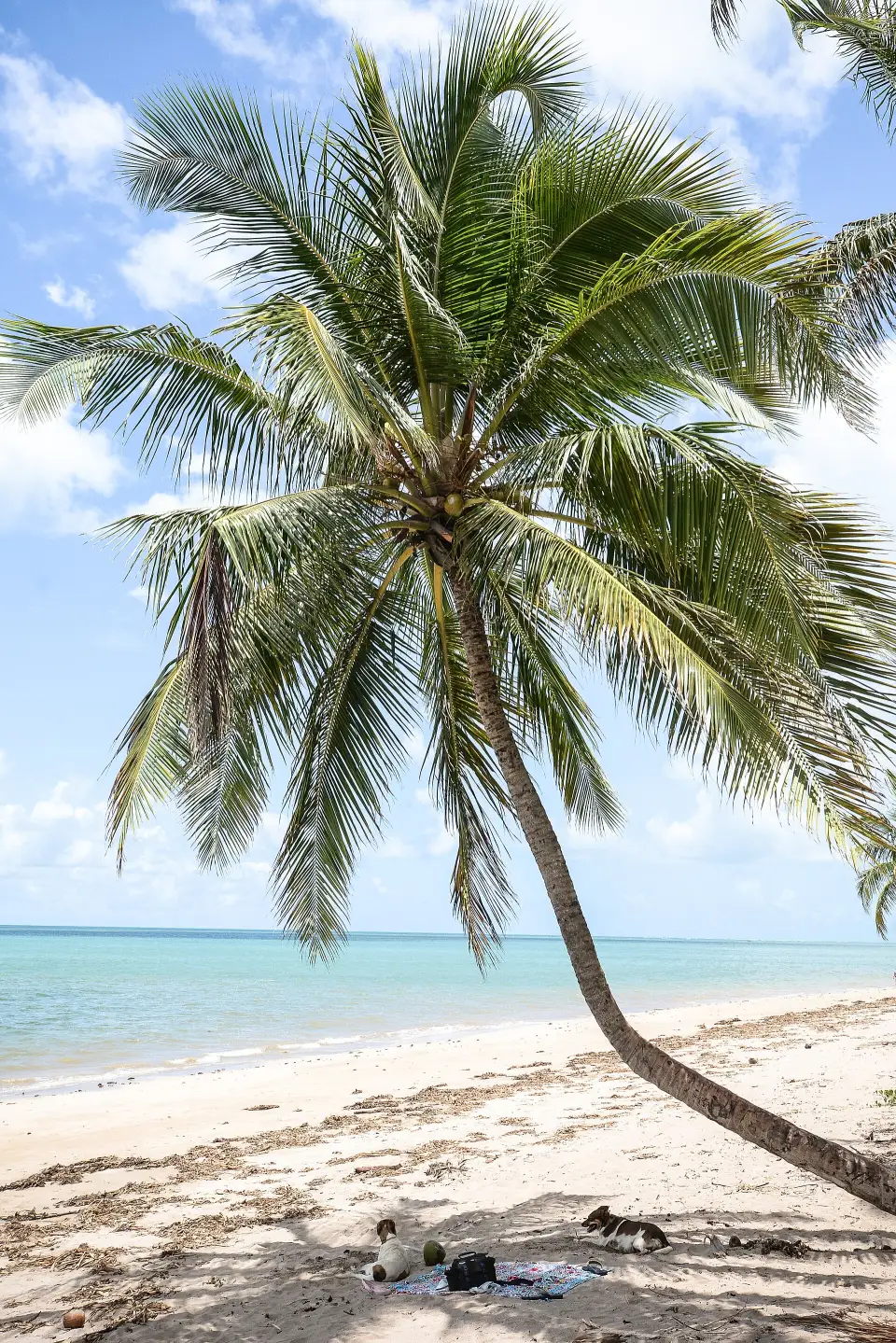 Praia do Patacho on the Rota Ecológica in Alagoas