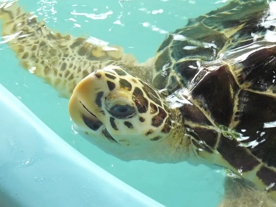 Projeto Tamar sea turtle in Ubatuba