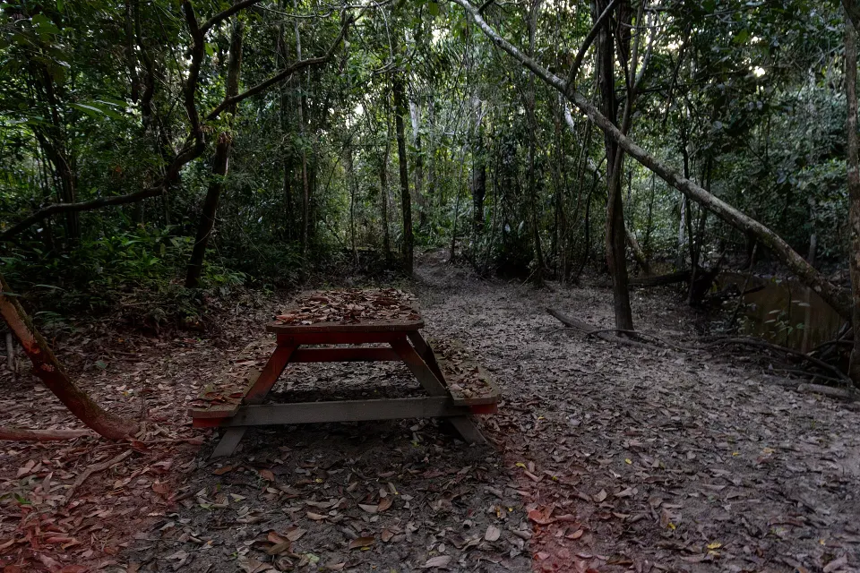 Viruá National Park field landscape