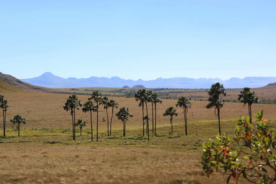 Open Cerrado landscape in Chapada dos Veadeiros, Goiás