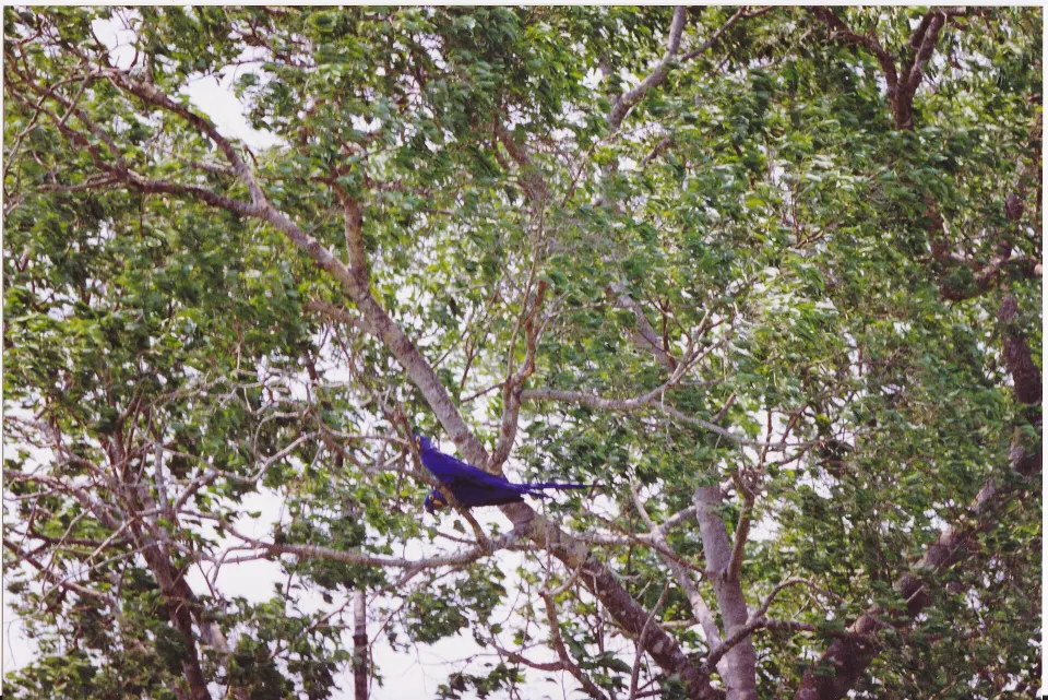 Hyacinth macaws in Brazil